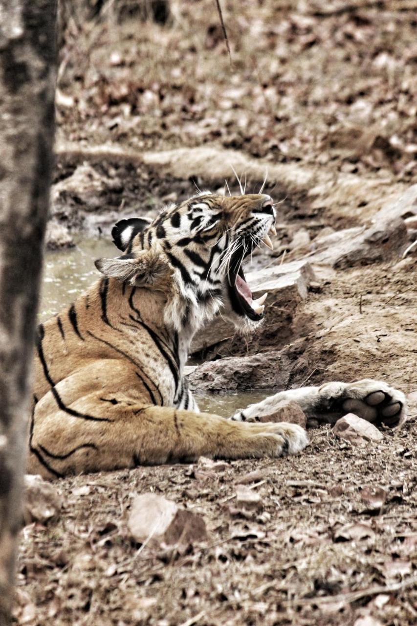 Ranthambore Tiger Home Sawai Madhopur Exterior photo